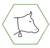 Diversité : la plus grande diversité de races bovines au monde Diversité : la plus grande diversité de races bovines au monde